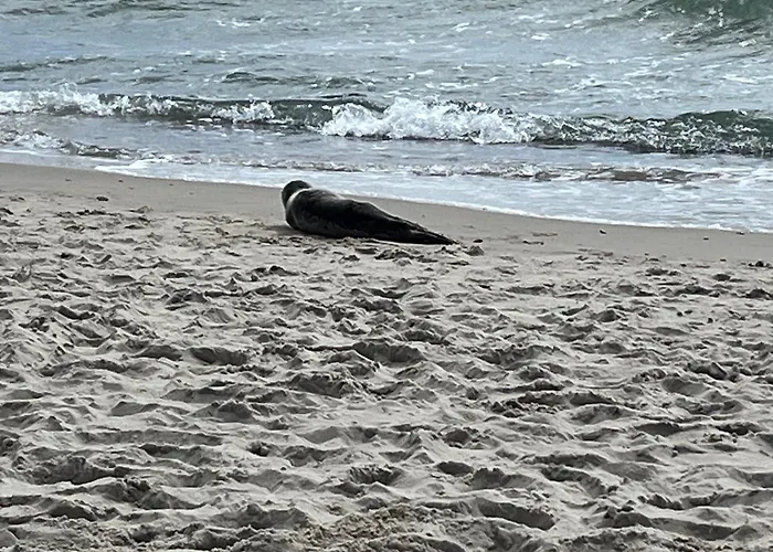 Oddevej 20 Skagen